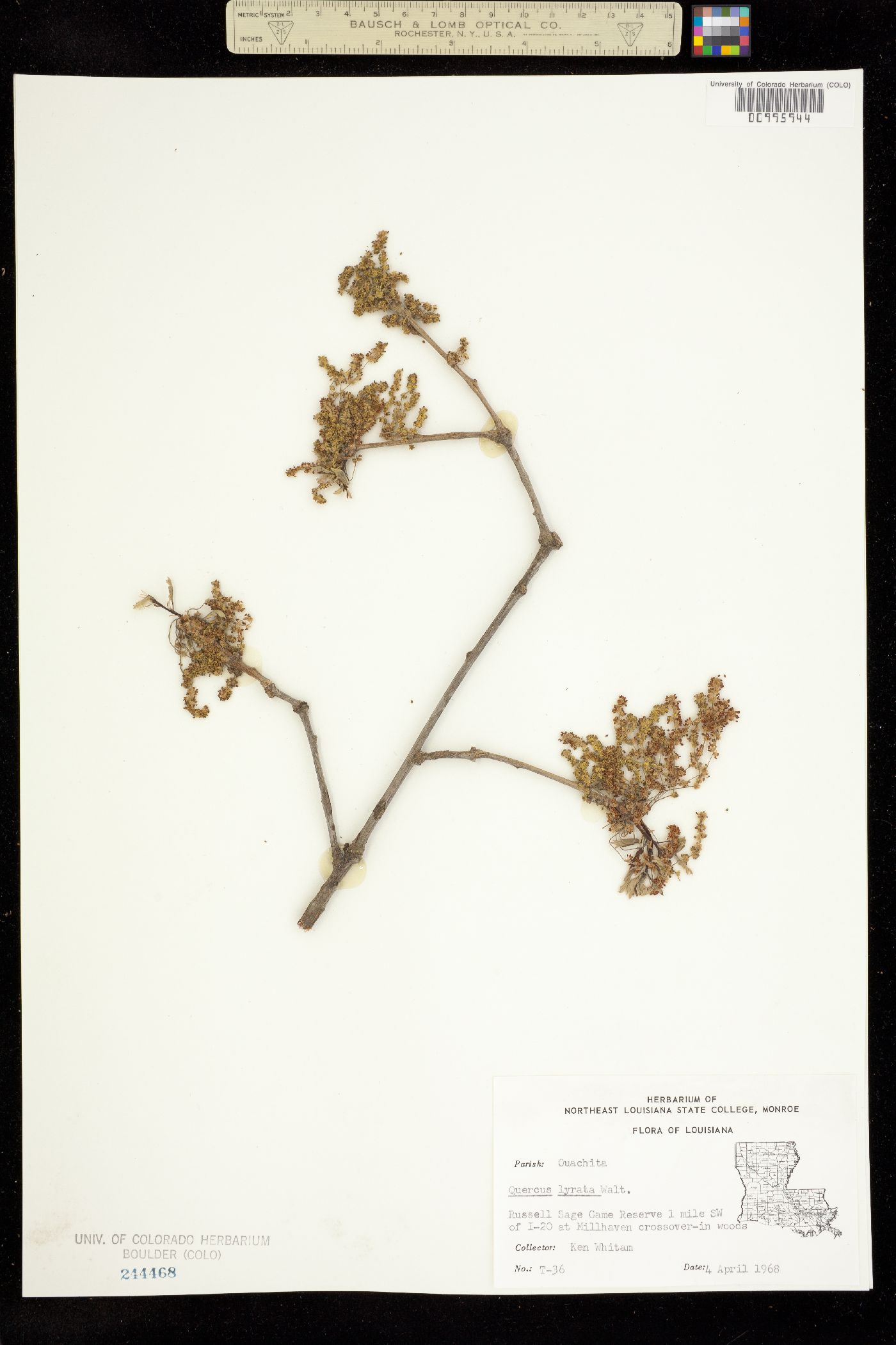 Quercus lyrata image