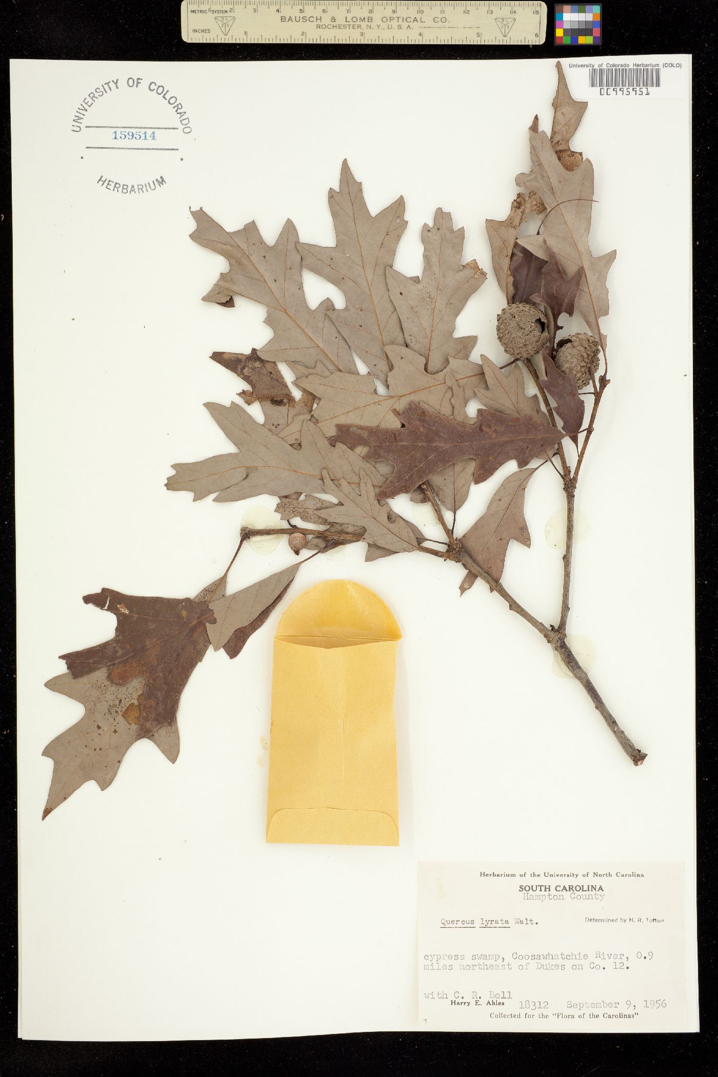 Quercus lyrata image