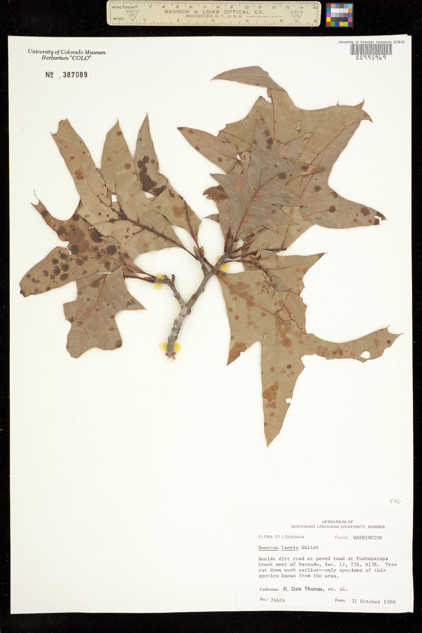 Quercus laevis image