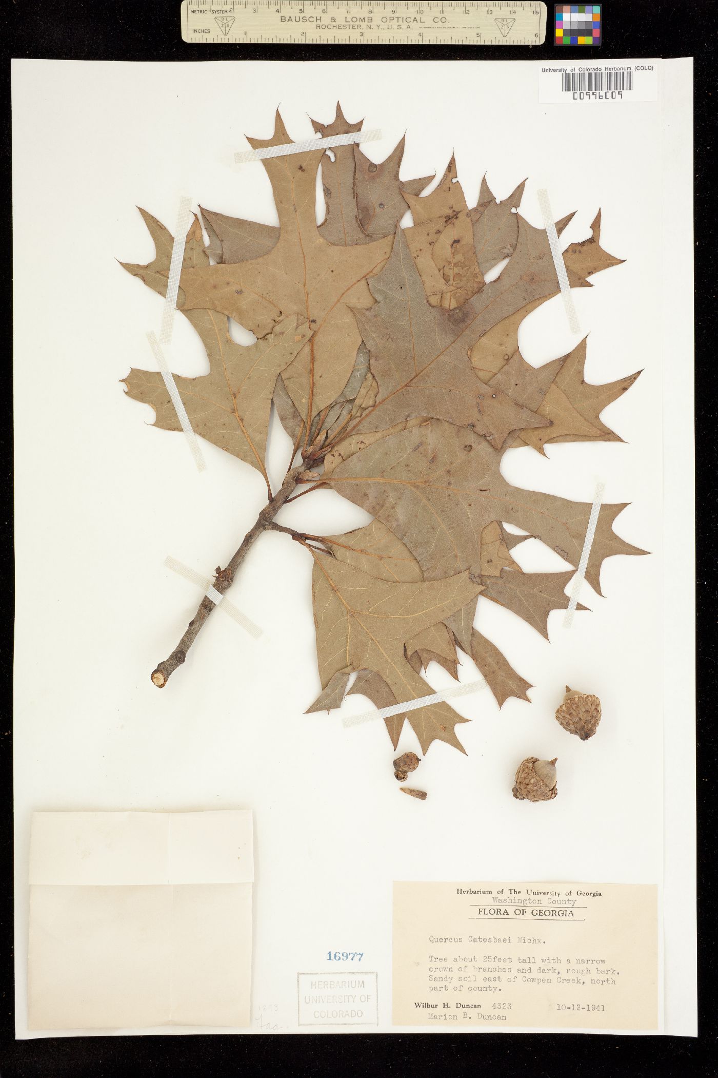 Quercus laevis image