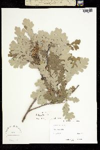 Image of Quercus lobata