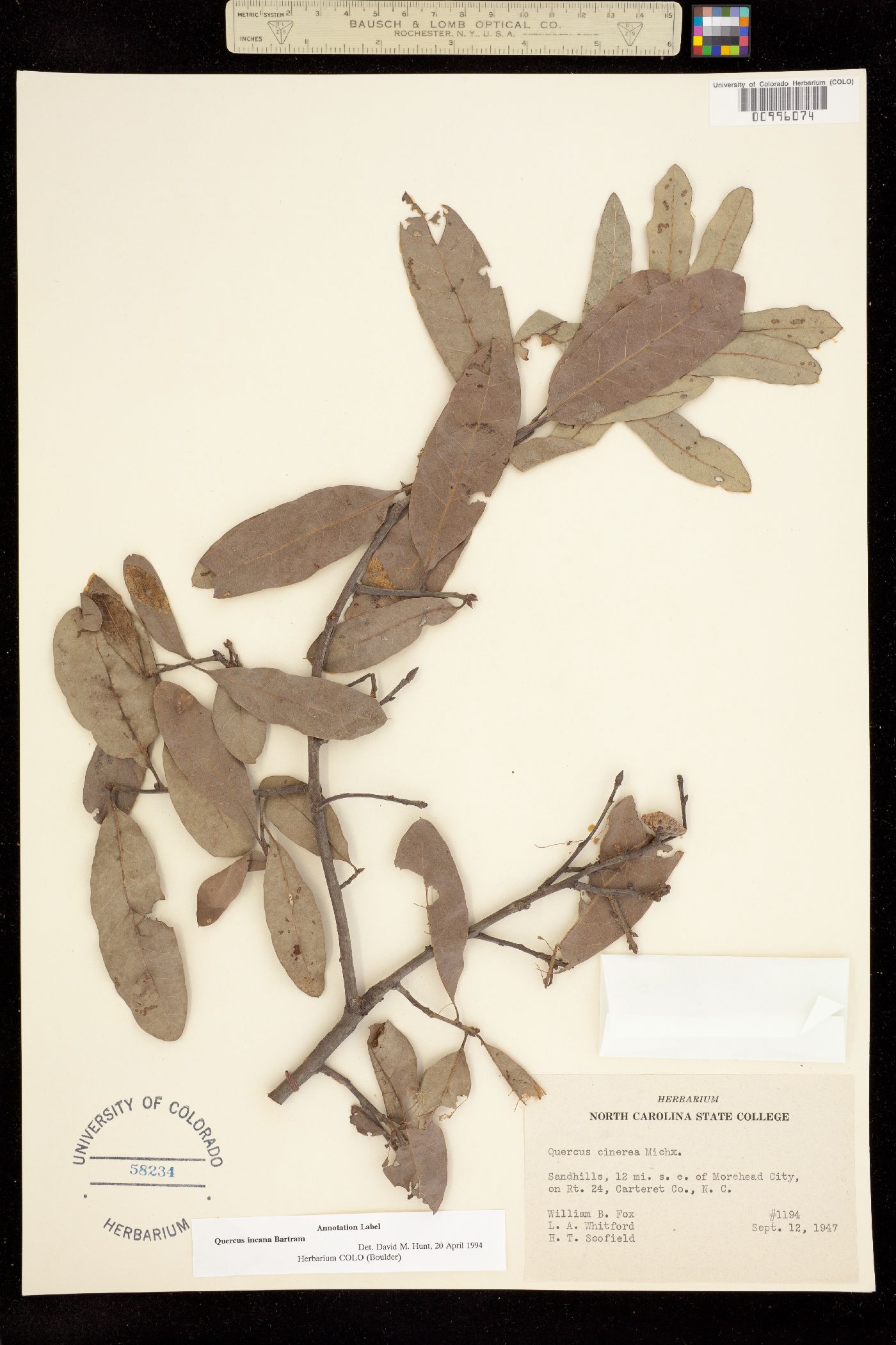 Quercus incana image