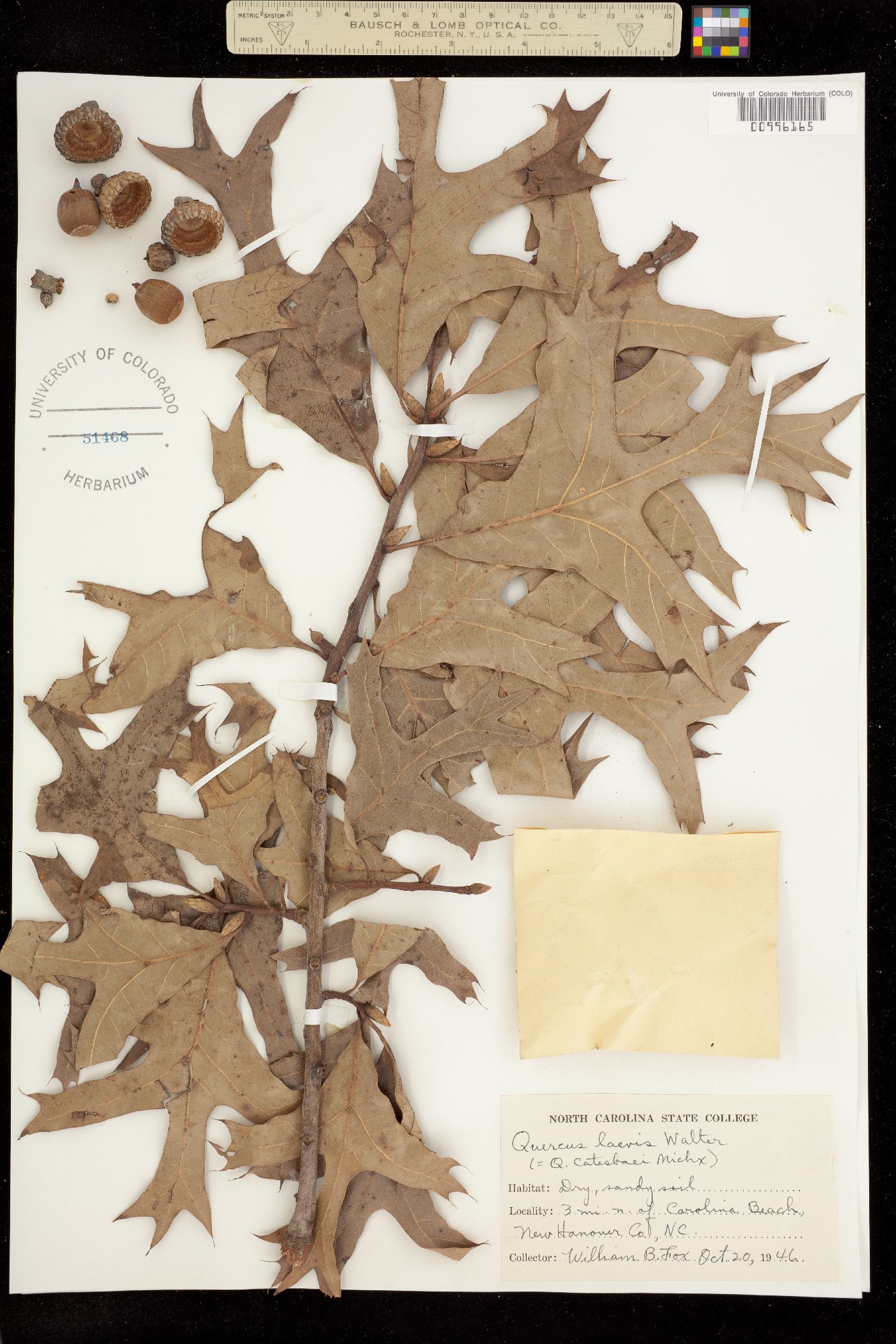 Quercus laevis image