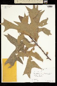 Image of Quercus laevis