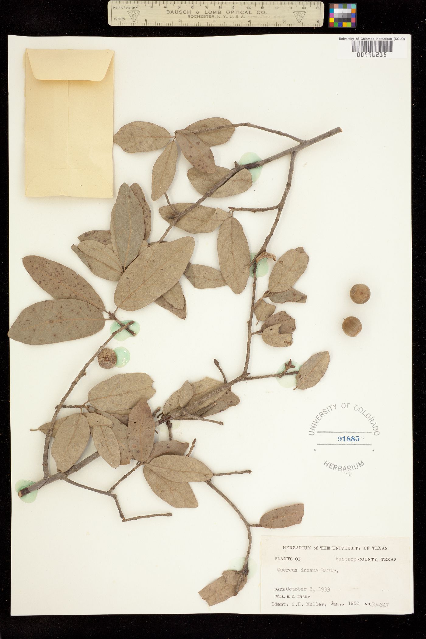 Quercus incana image