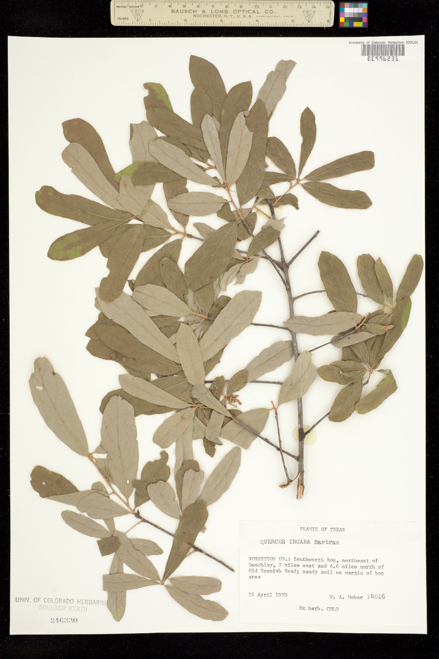 Quercus incana image