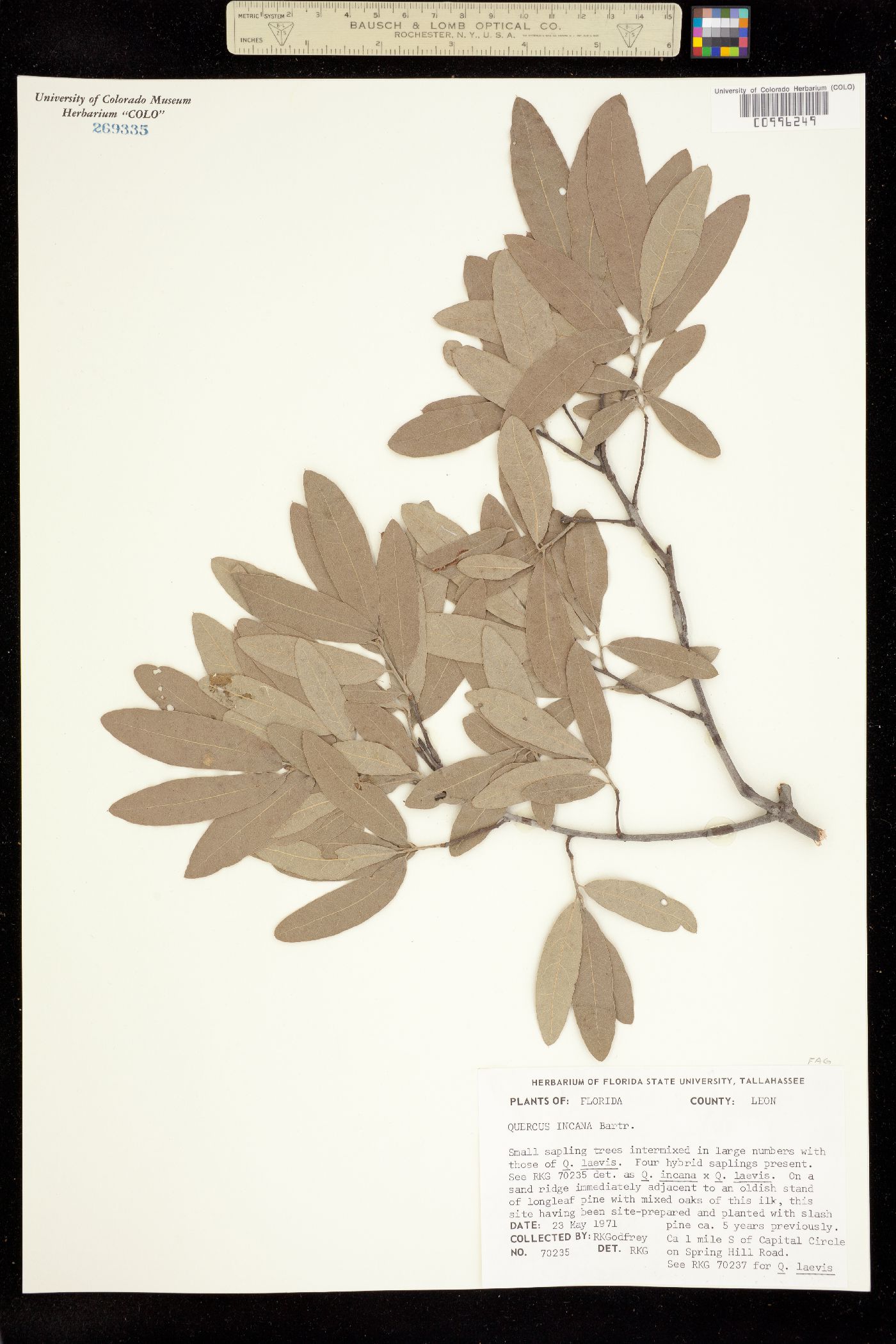 Quercus incana image