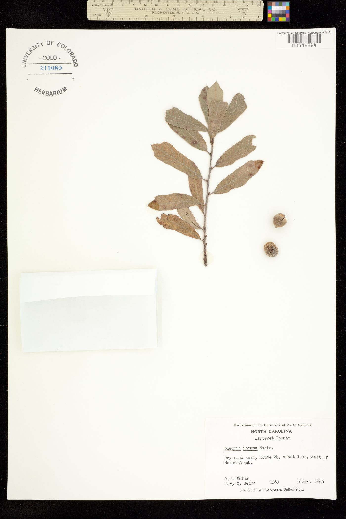 Quercus incana image