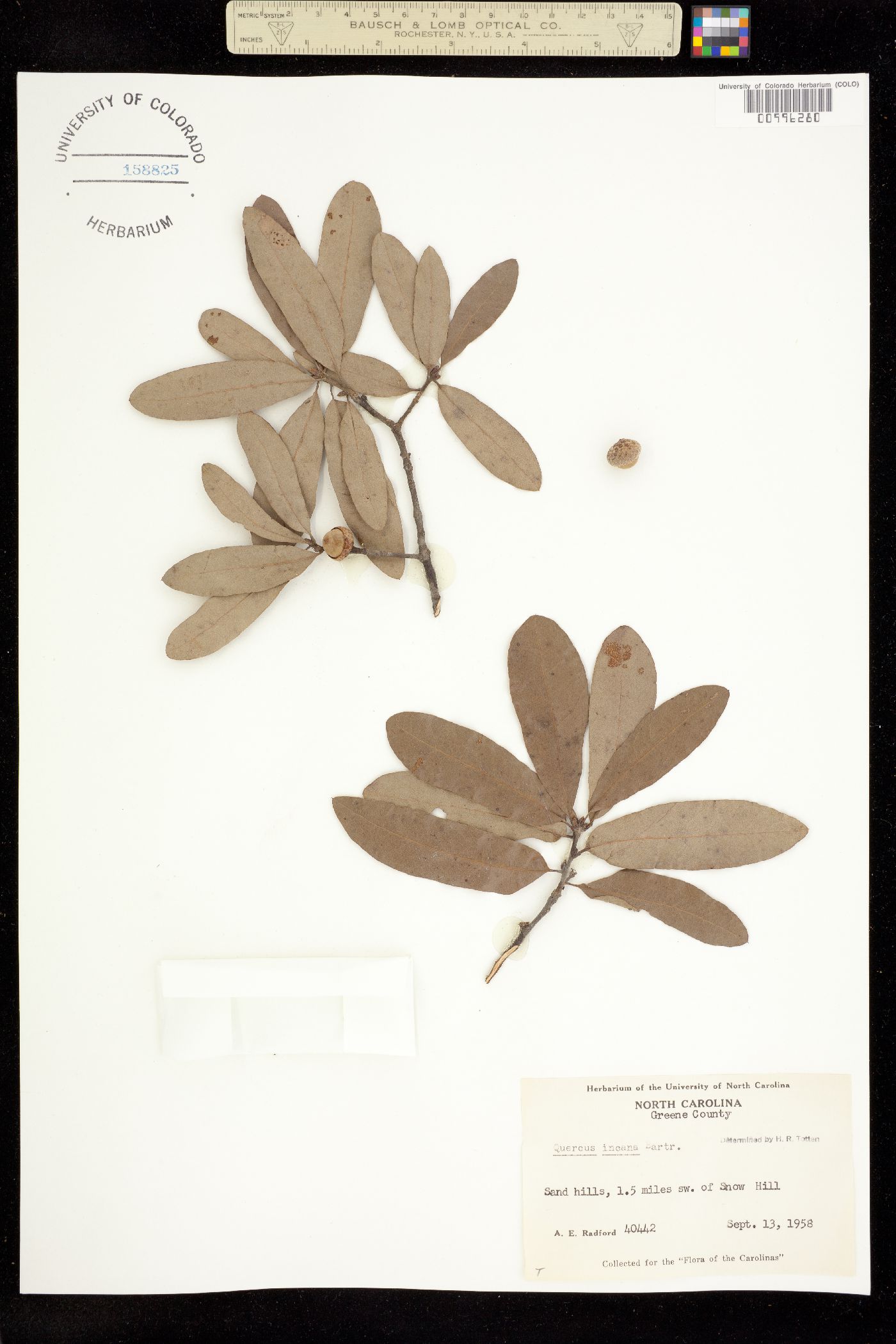 Quercus incana image