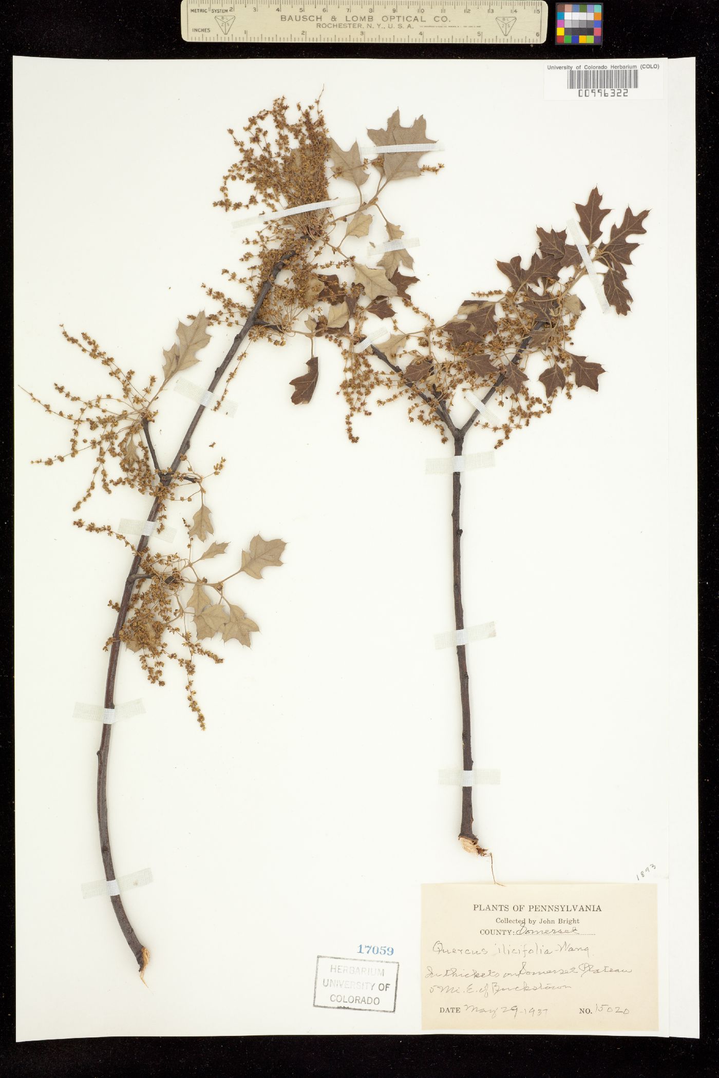 Quercus ilicifolia image