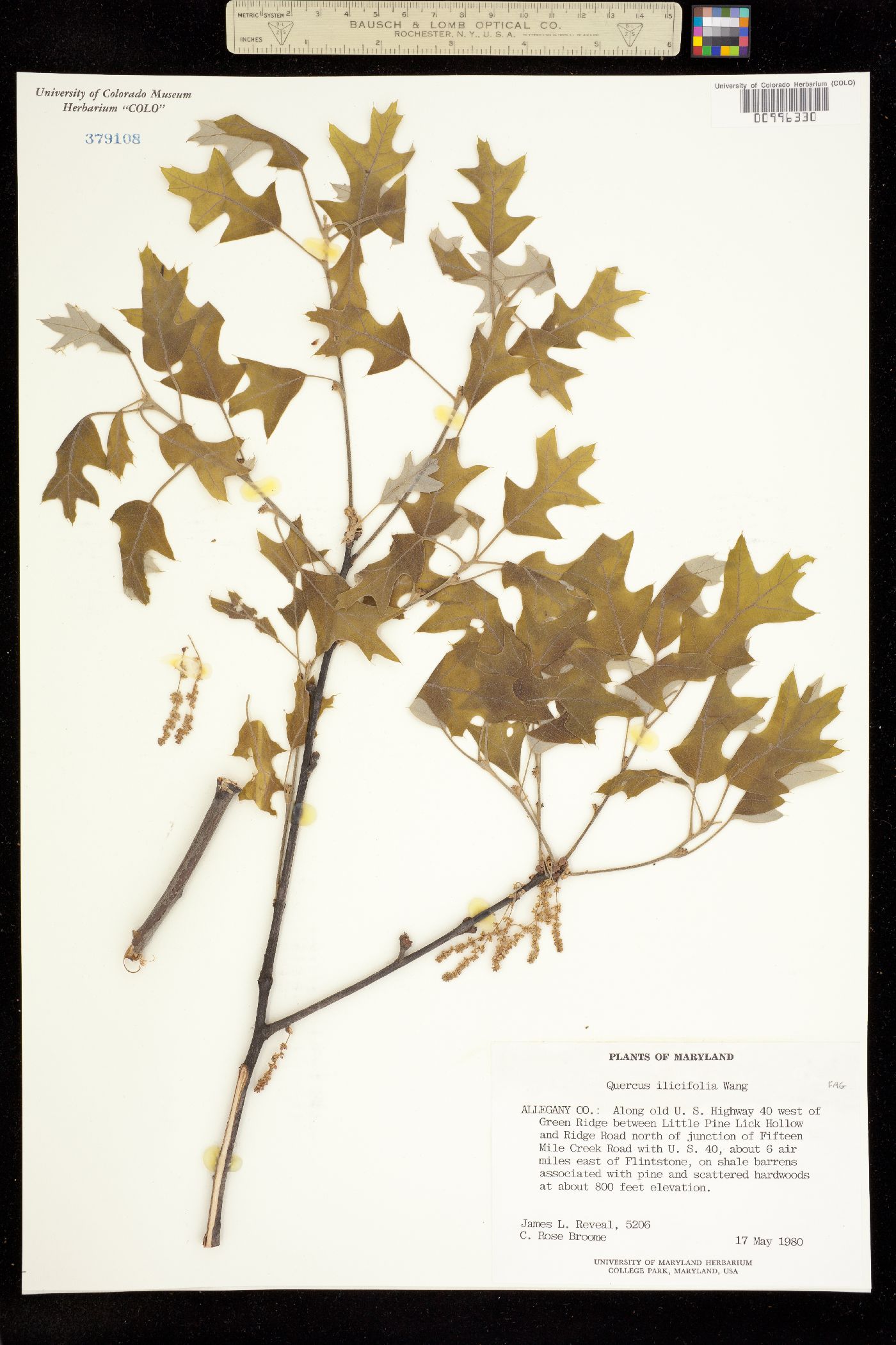 Quercus ilicifolia image