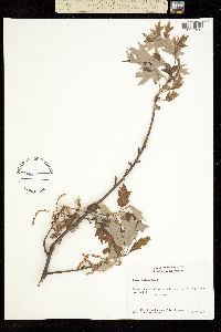 Image of Quercus ilicifolia