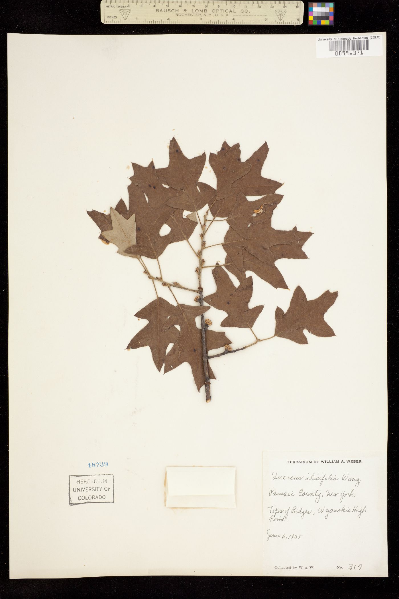 Quercus ilicifolia image