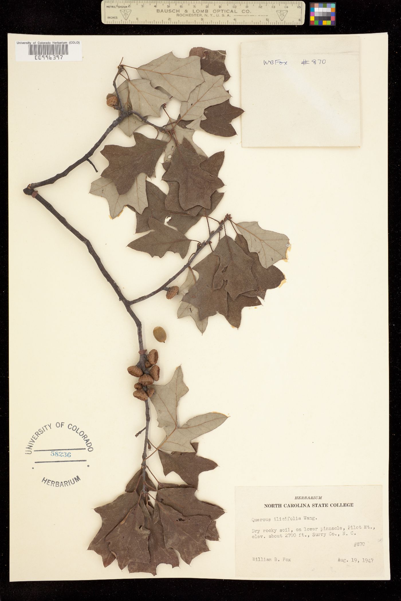 Quercus ilicifolia image