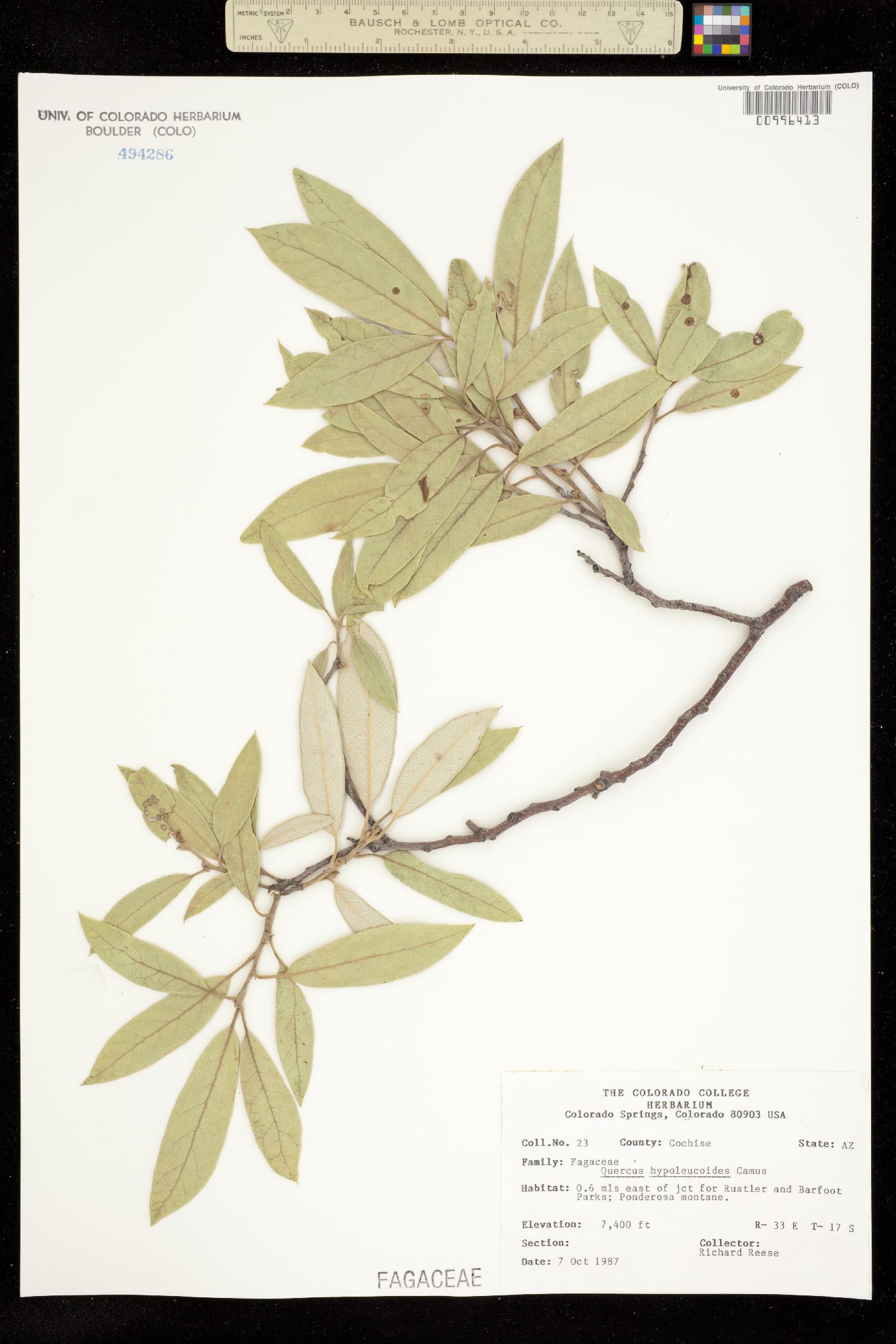 Quercus hypoleucoides image