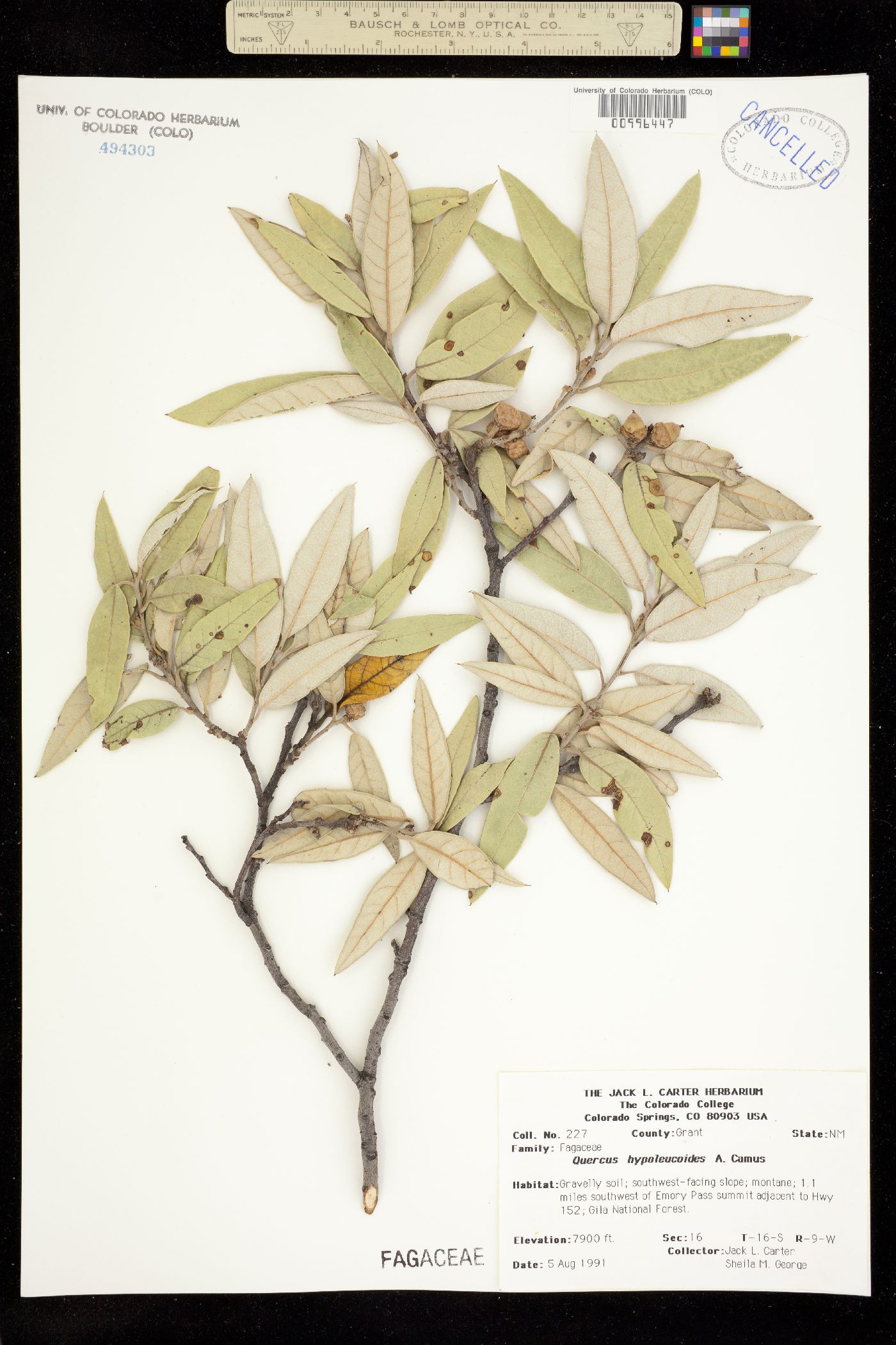 Quercus hypoleucoides image