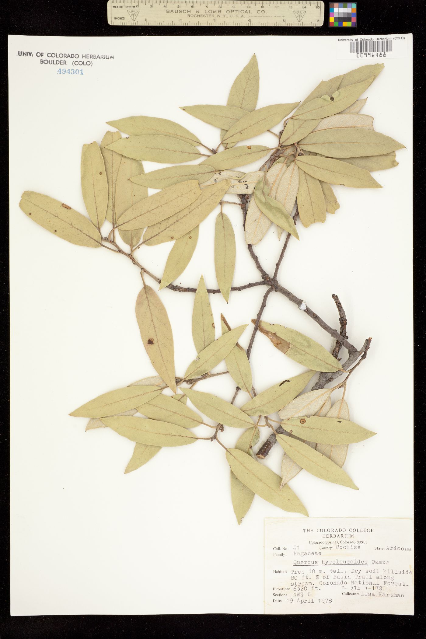 Quercus hypoleucoides image