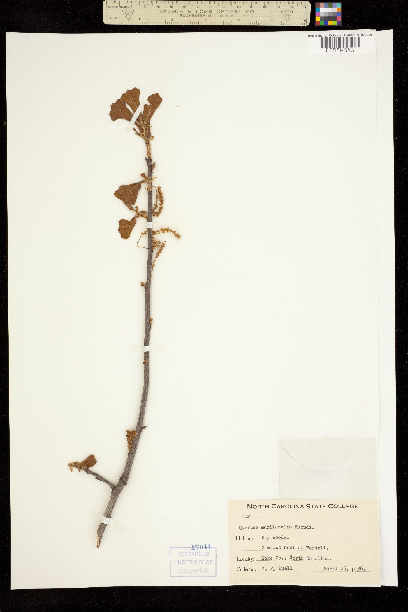 Quercus marilandica image