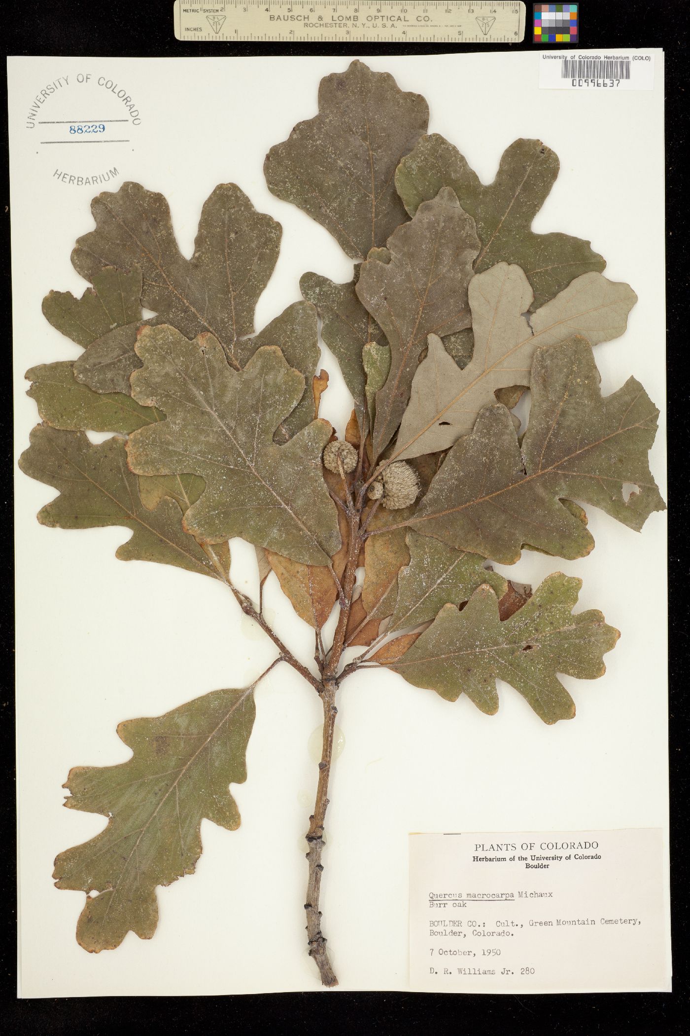 Quercus macrocarpa image