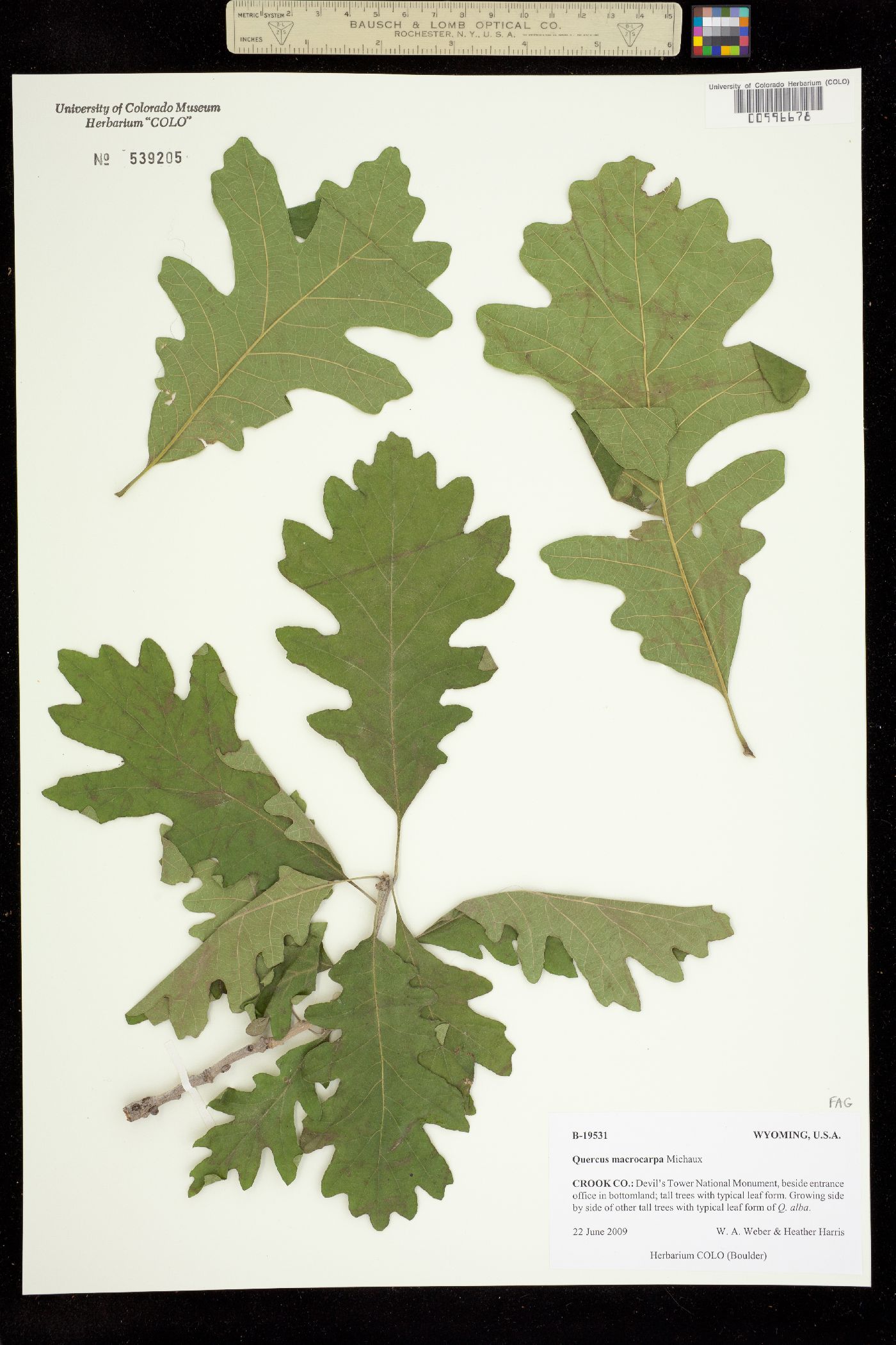 Quercus macrocarpa image