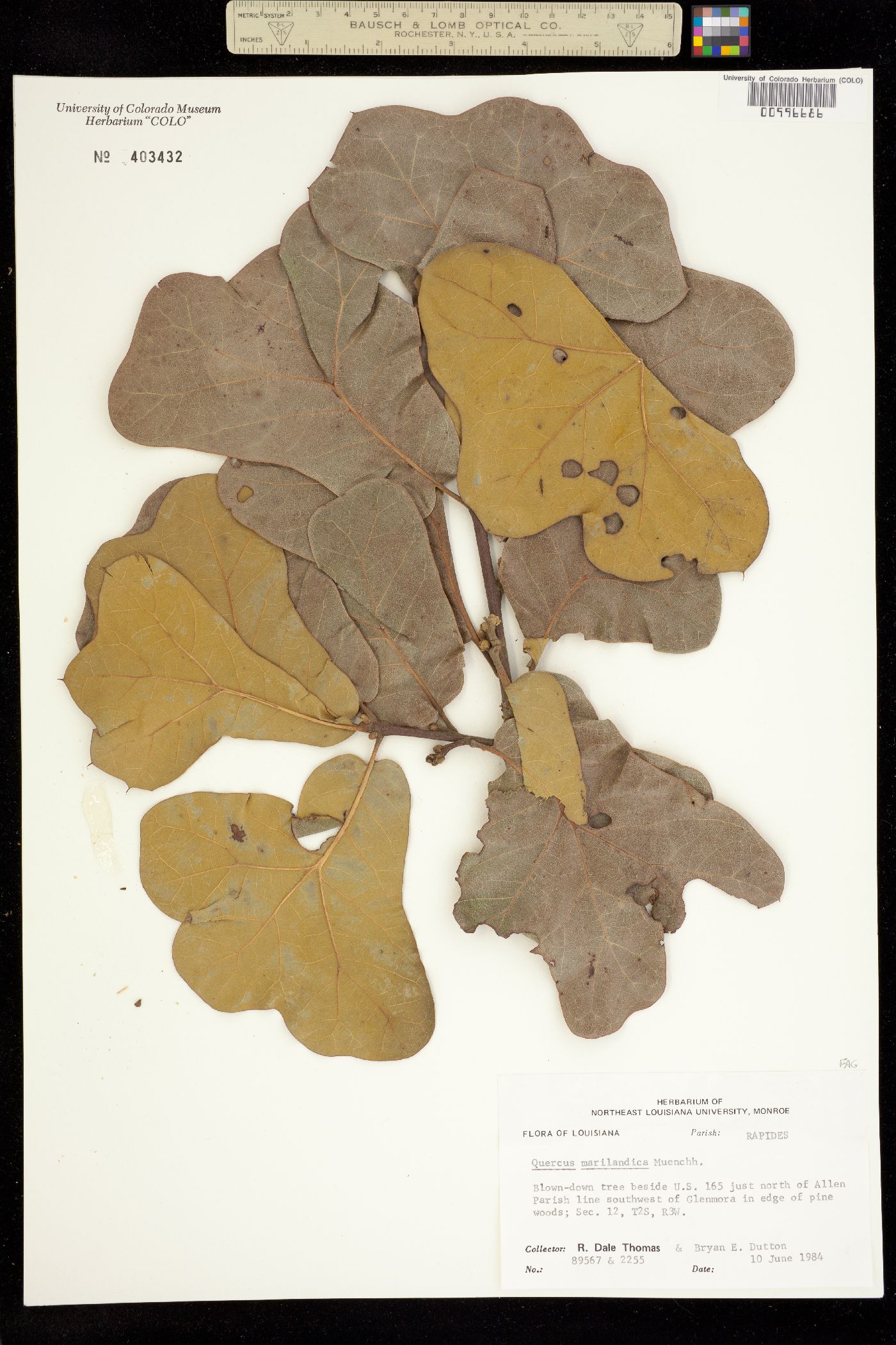 Quercus marilandica image