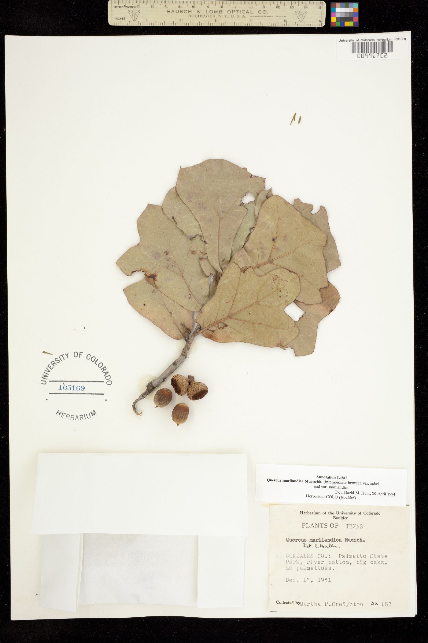 Quercus marilandica image