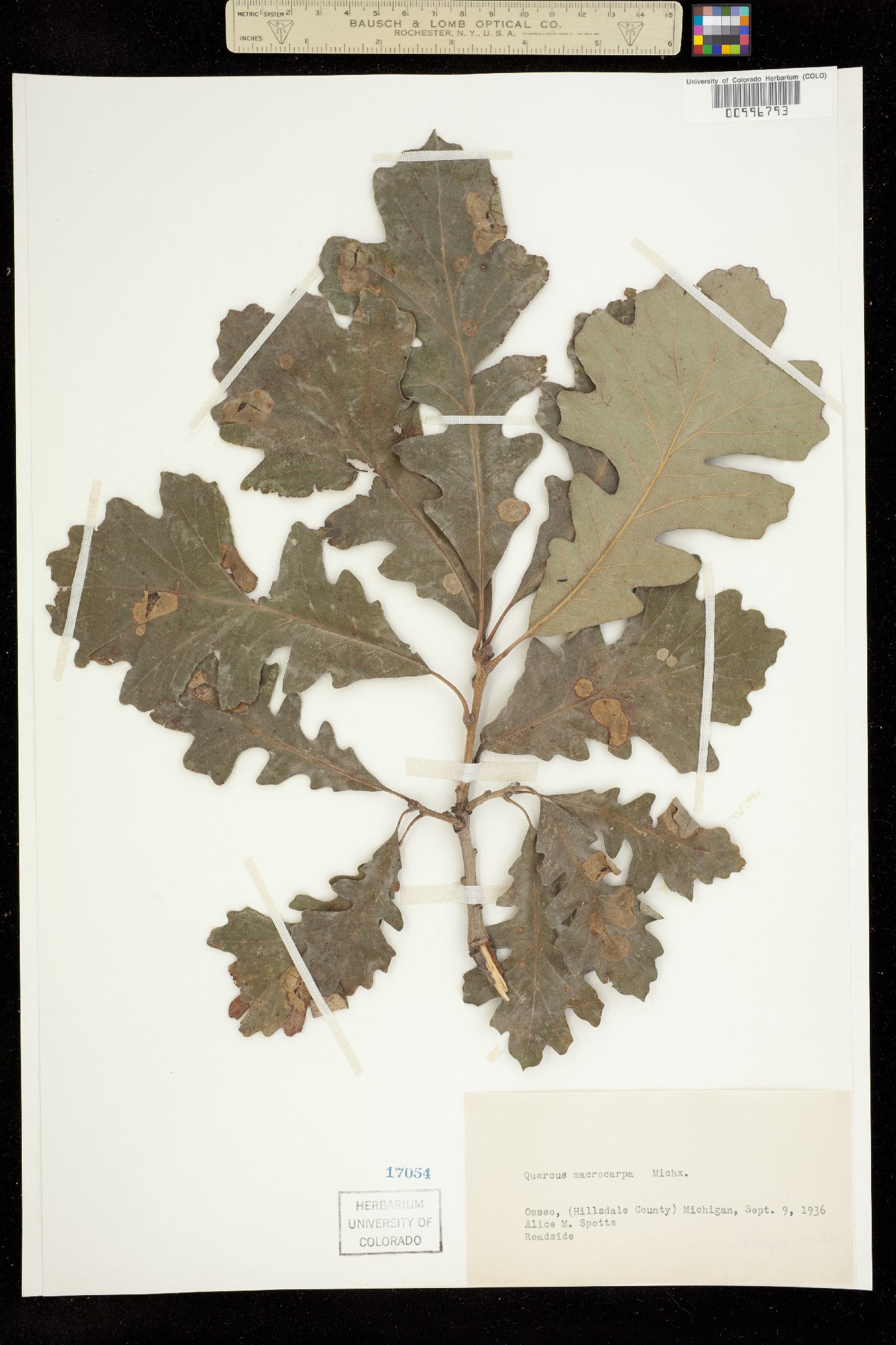 Quercus macrocarpa image