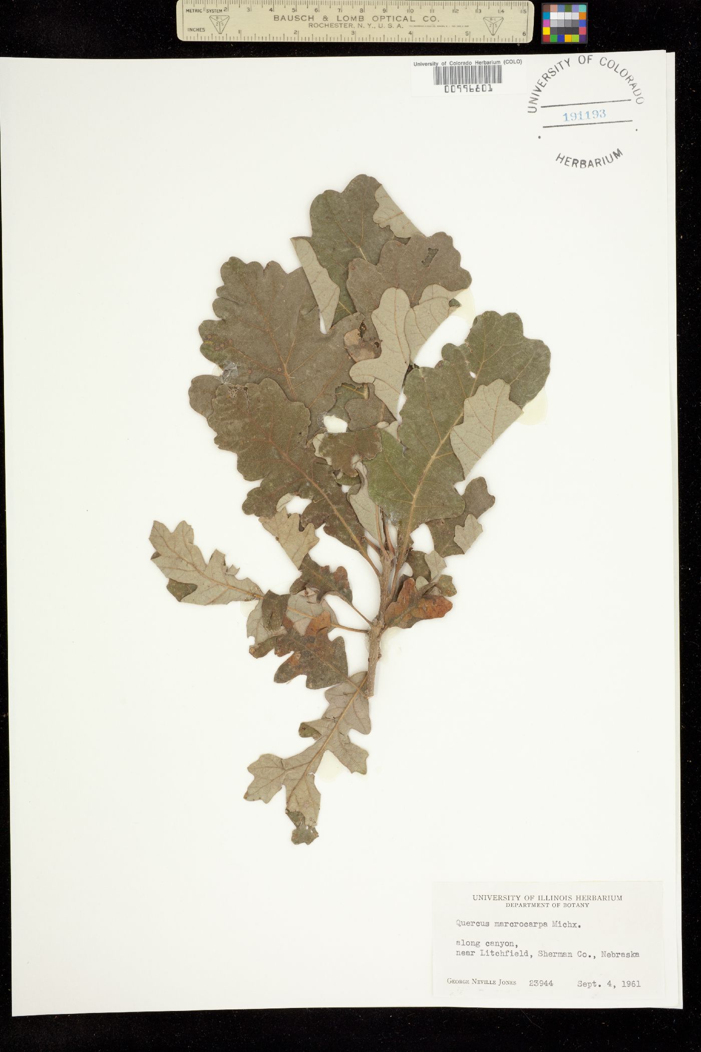 Quercus macrocarpa image