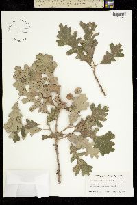 Quercus mandanensis image