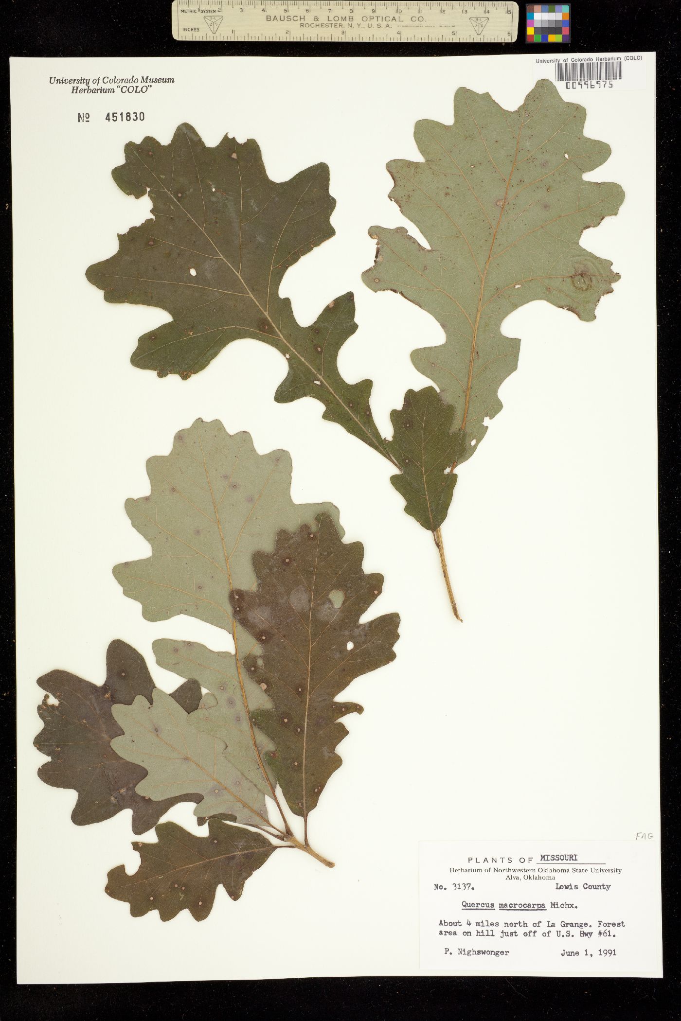 Quercus macrocarpa image