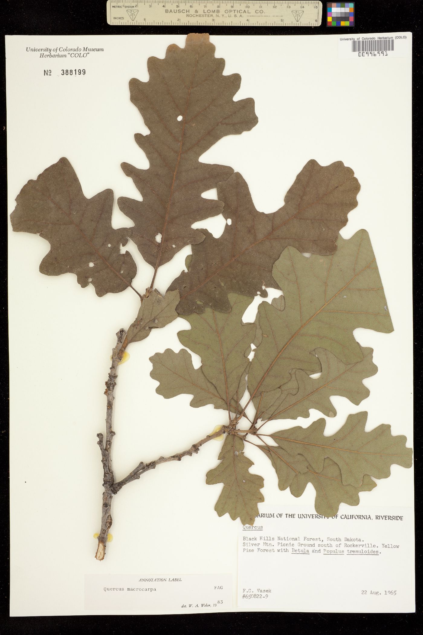 Quercus macrocarpa image