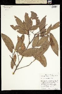 Quercus laurina image