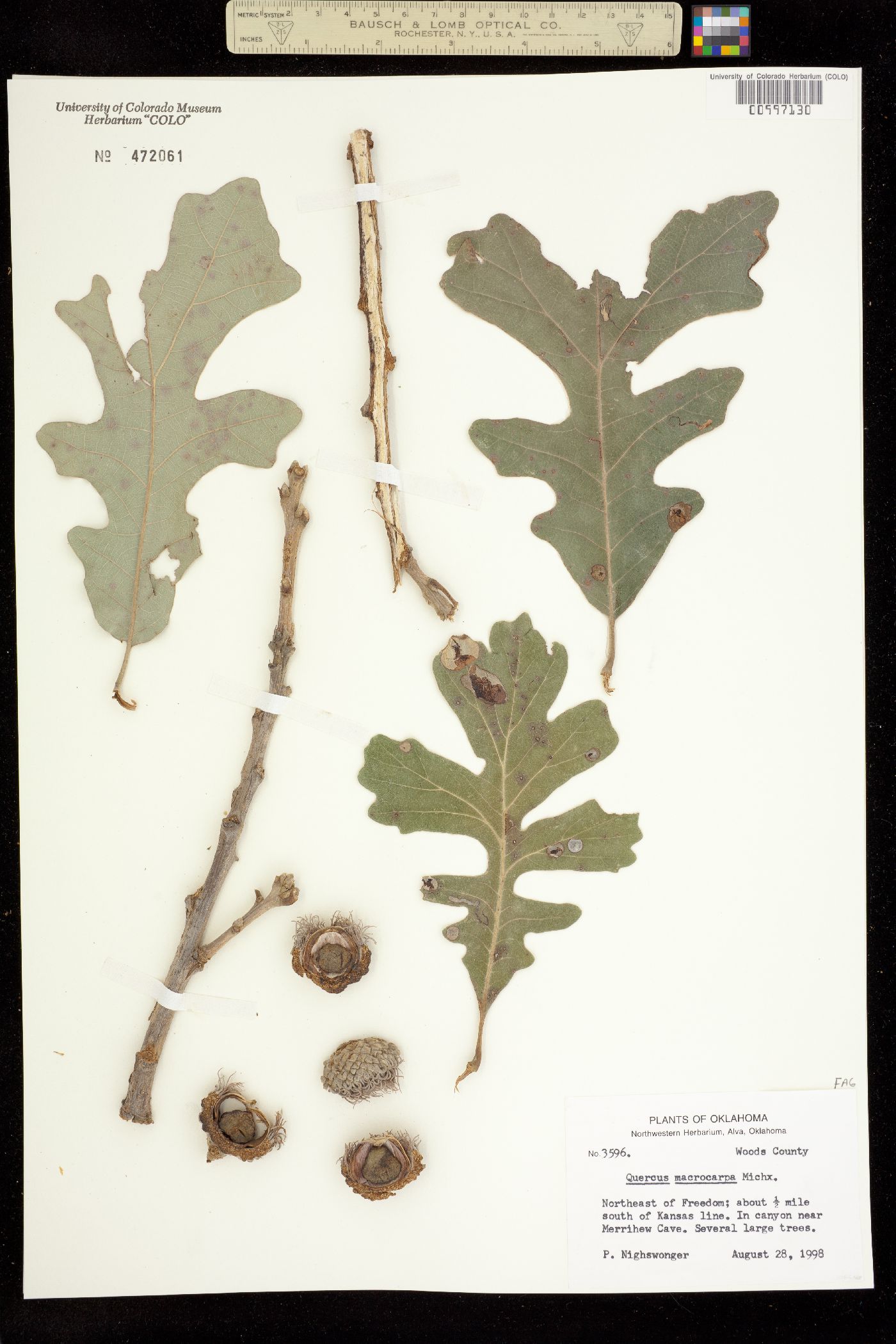 Quercus macrocarpa image