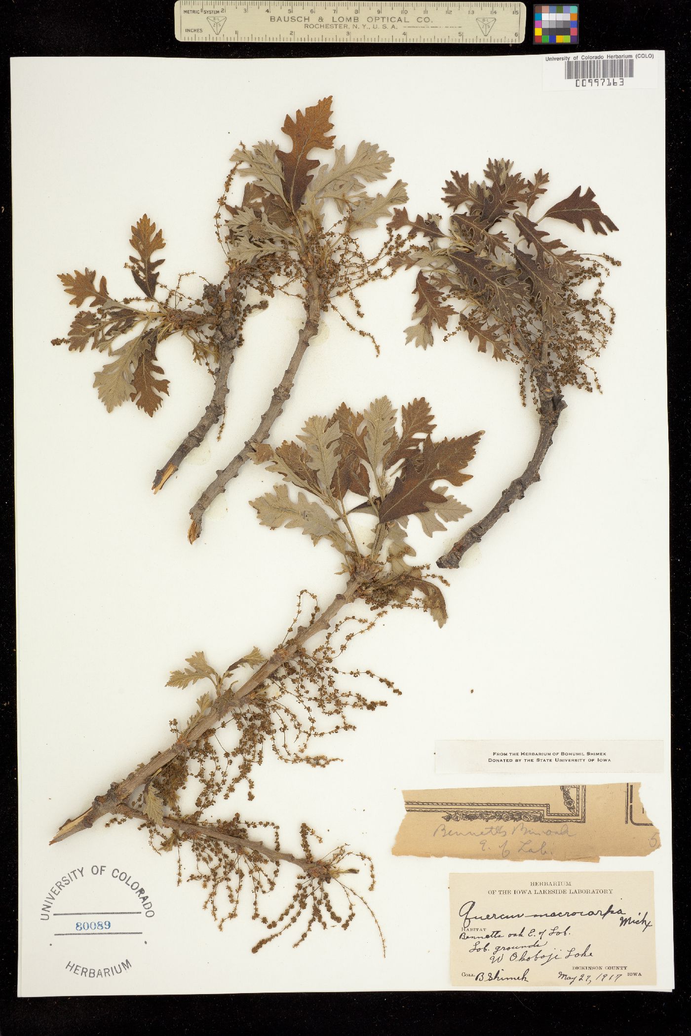 Quercus macrocarpa image