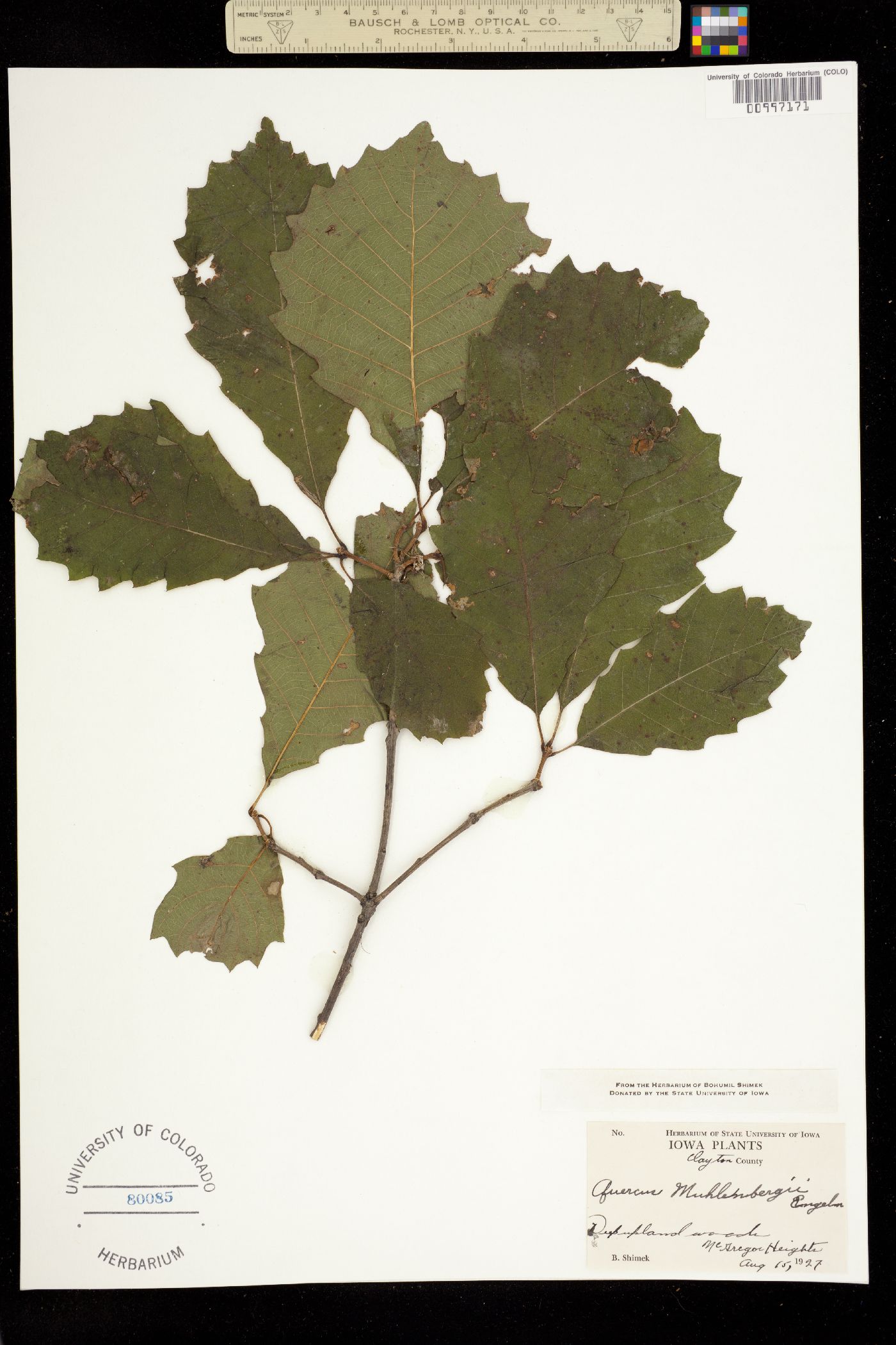 Quercus muehlenbergii image