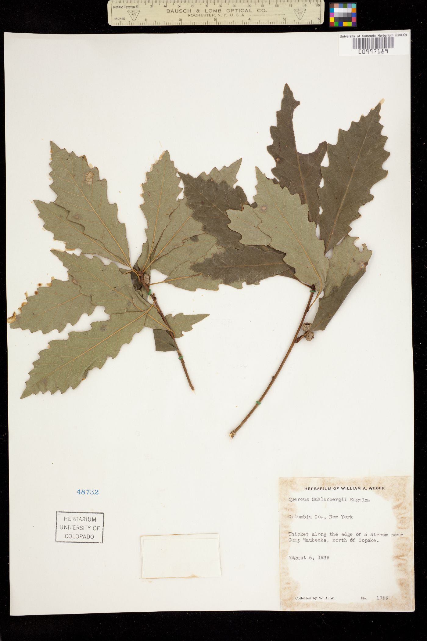 Quercus muehlenbergii image