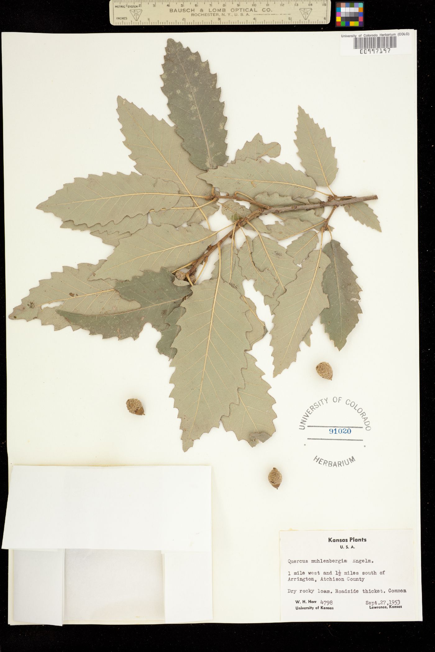 Quercus muehlenbergii image