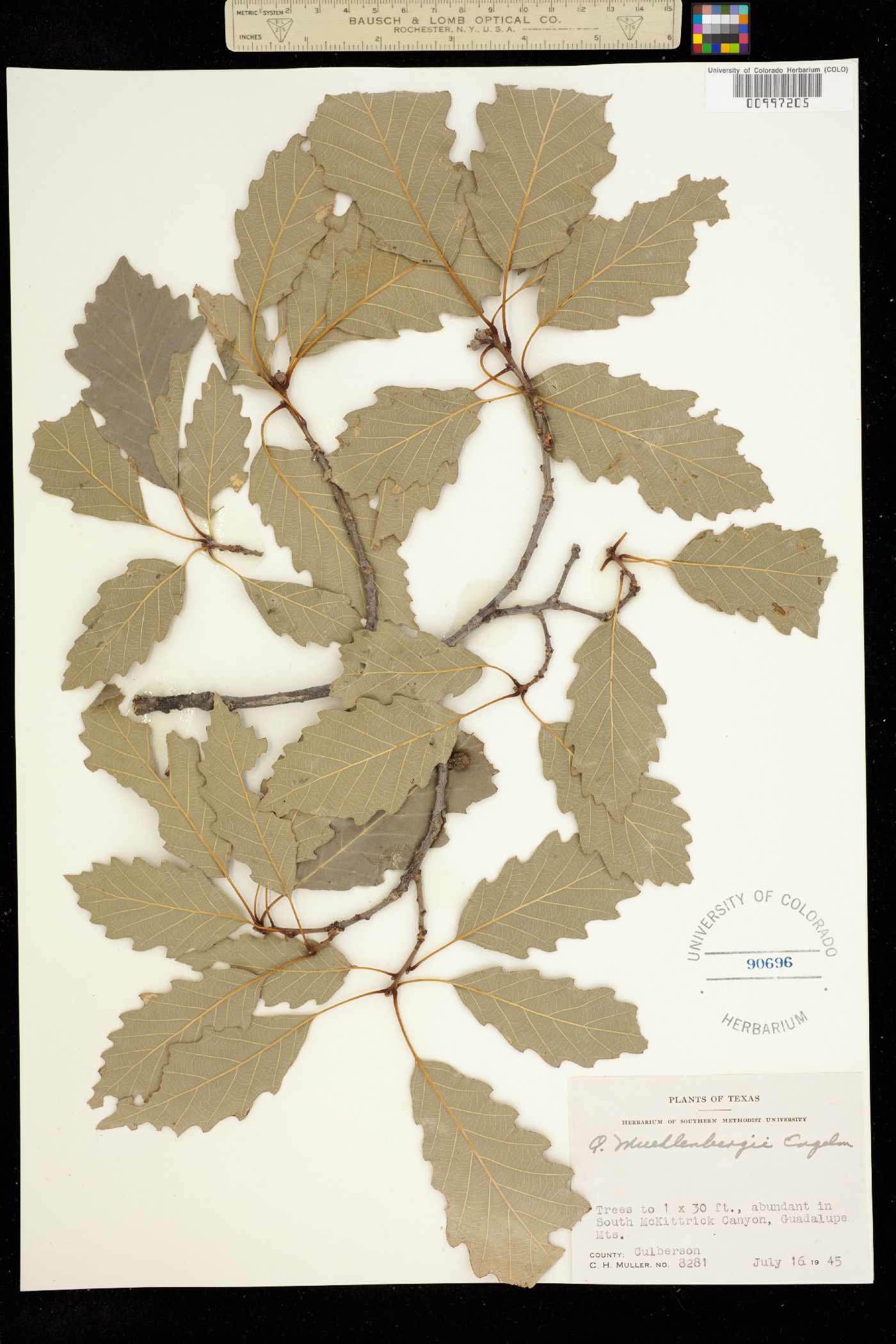 Quercus muehlenbergii image