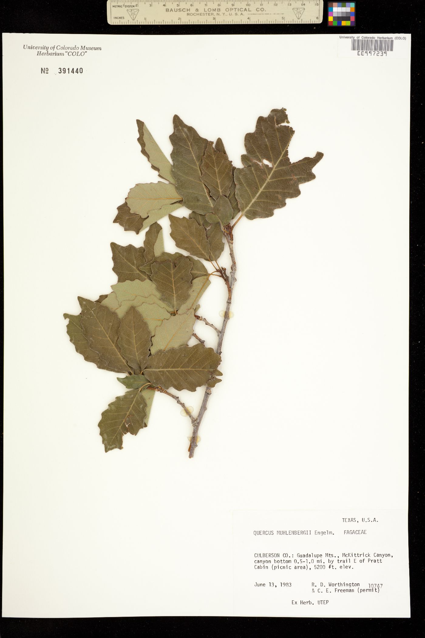 Quercus muehlenbergii image