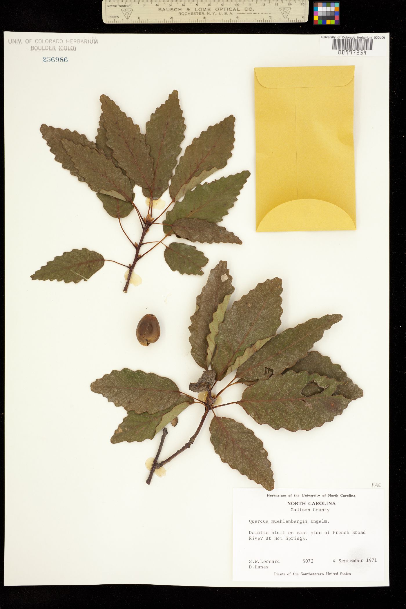 Quercus muehlenbergii image