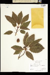 Quercus muehlenbergii image