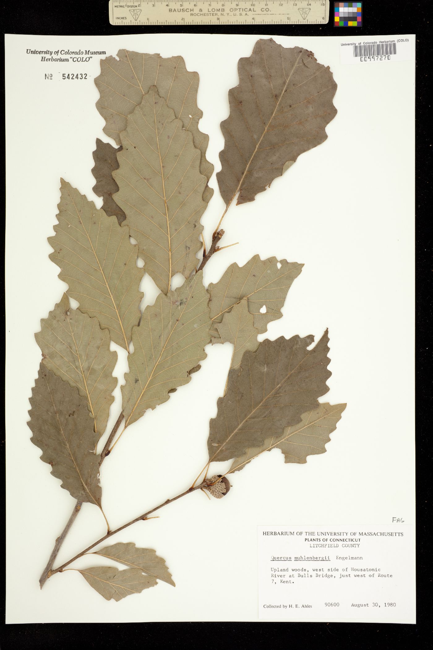 Quercus muehlenbergii image