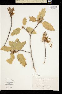Quercus morehus image