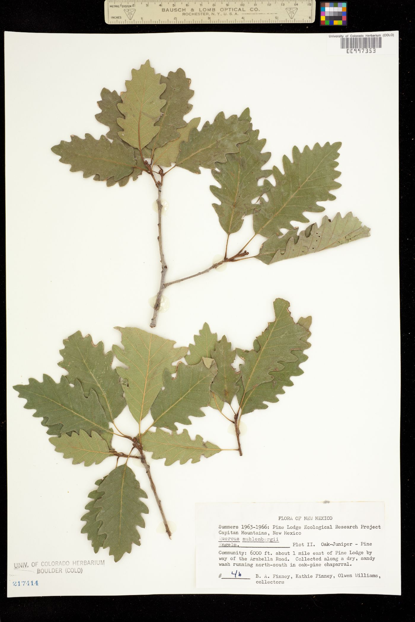 Quercus muehlenbergii image