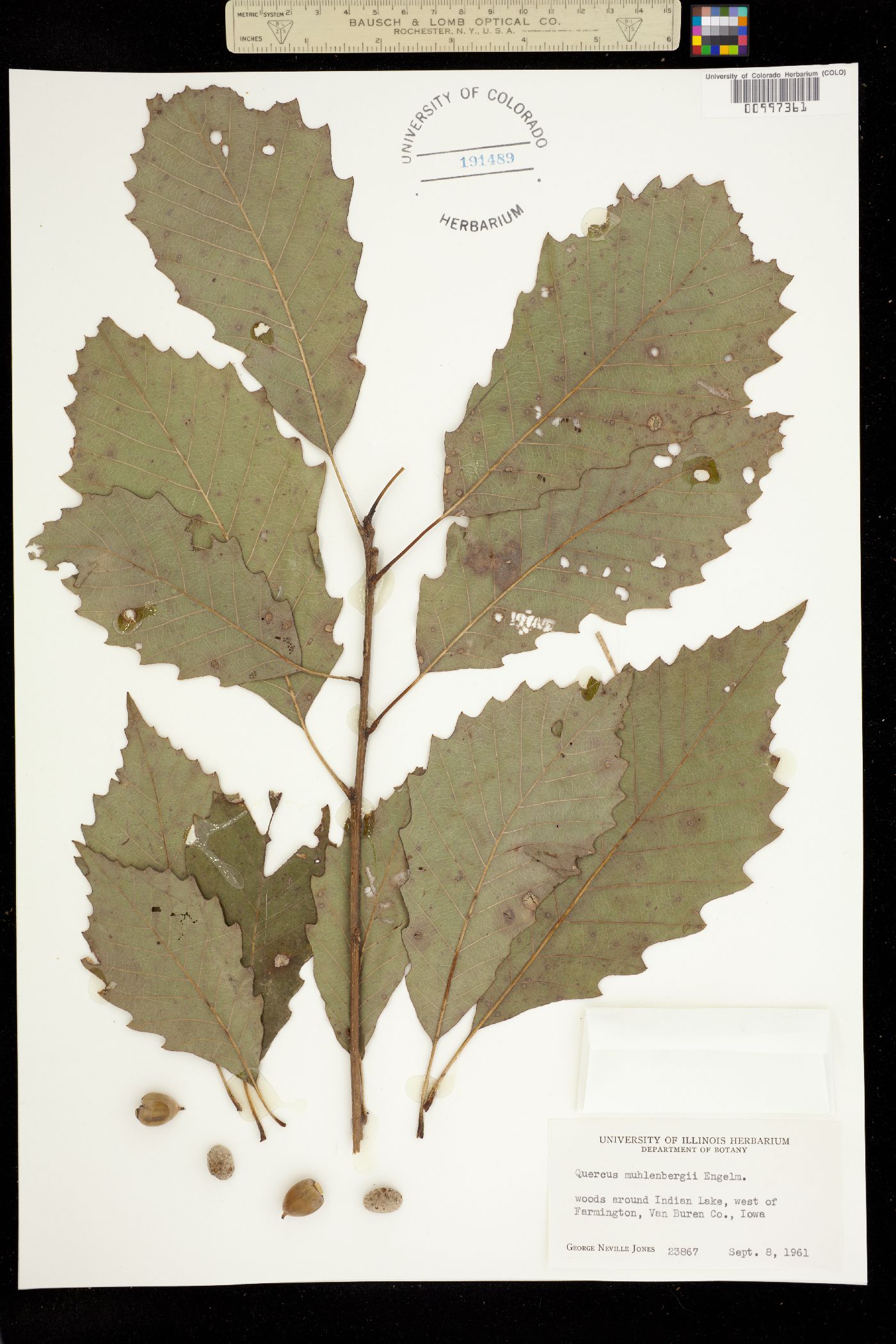 Quercus muehlenbergii image