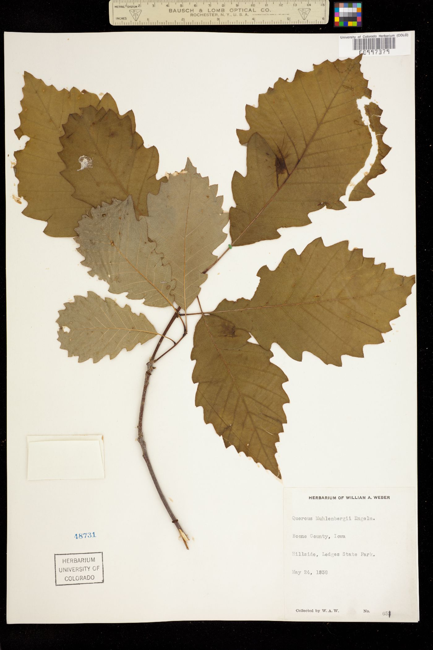 Quercus muehlenbergii image