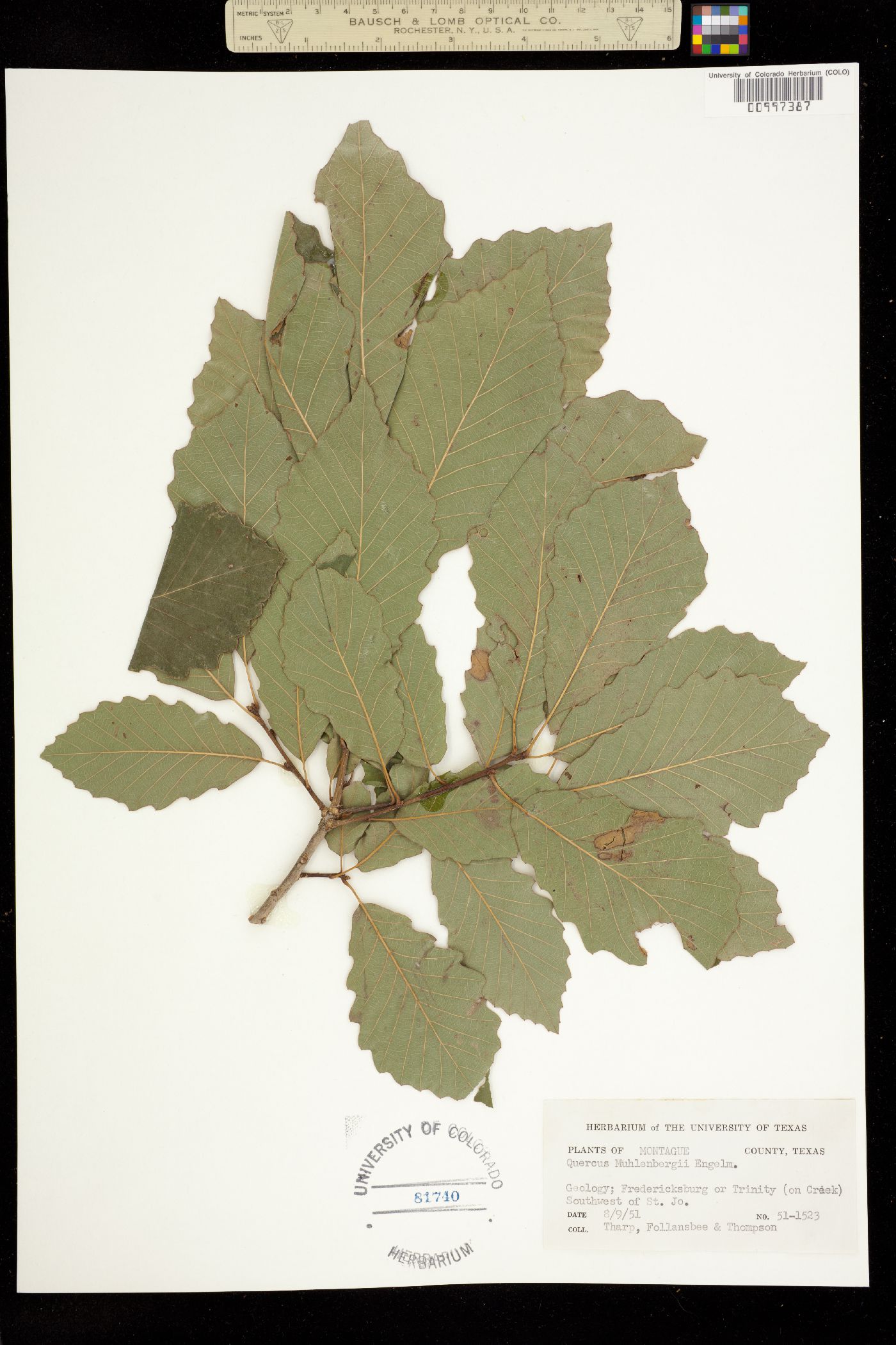 Quercus muehlenbergii image