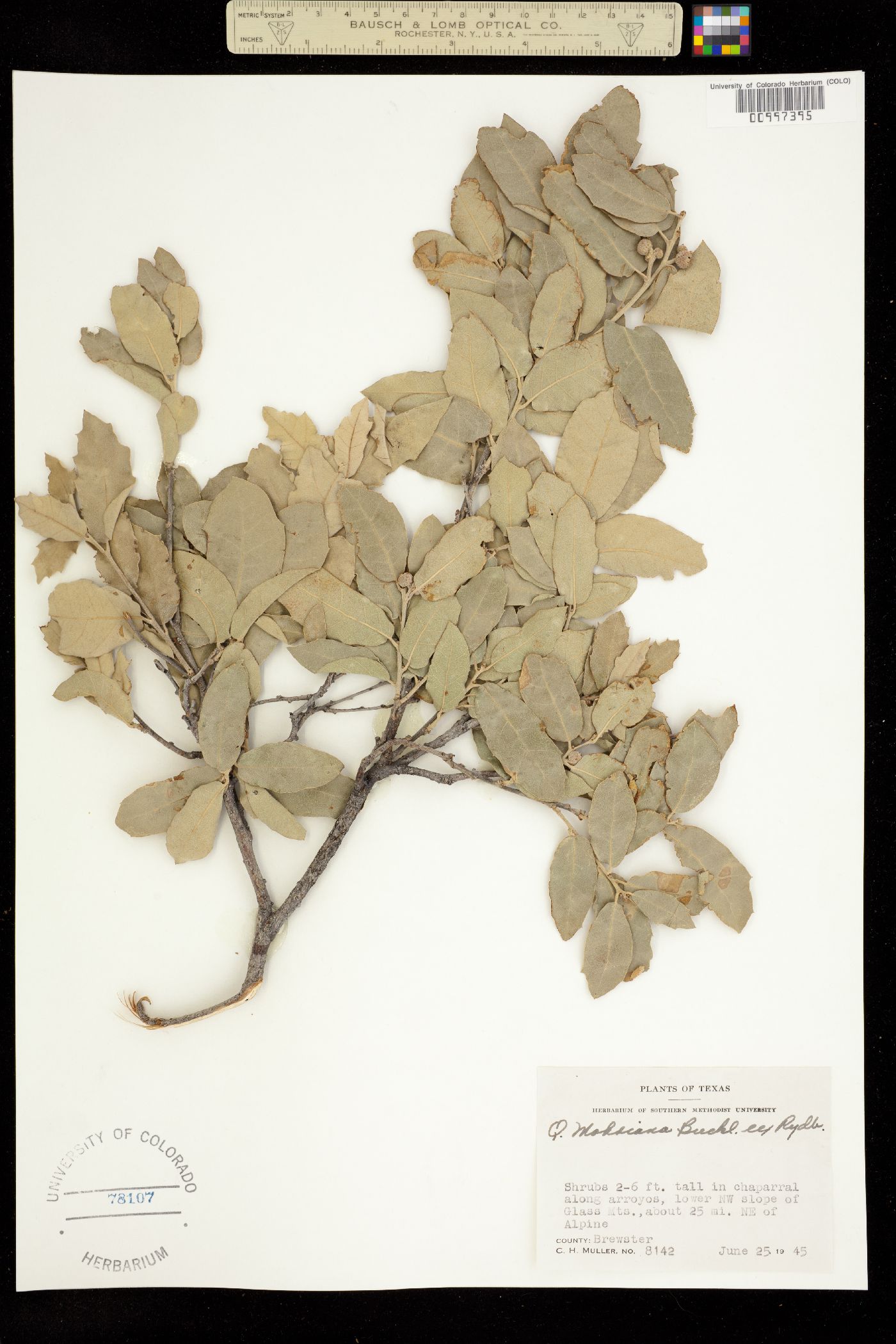 Quercus mohriana image