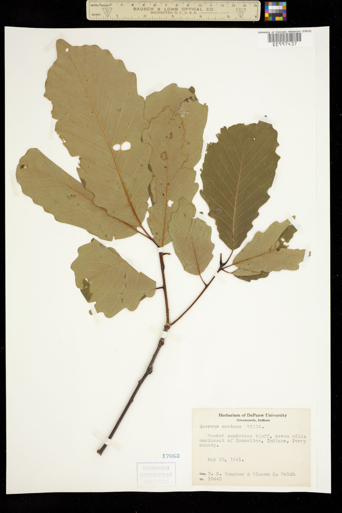 Quercus montana image