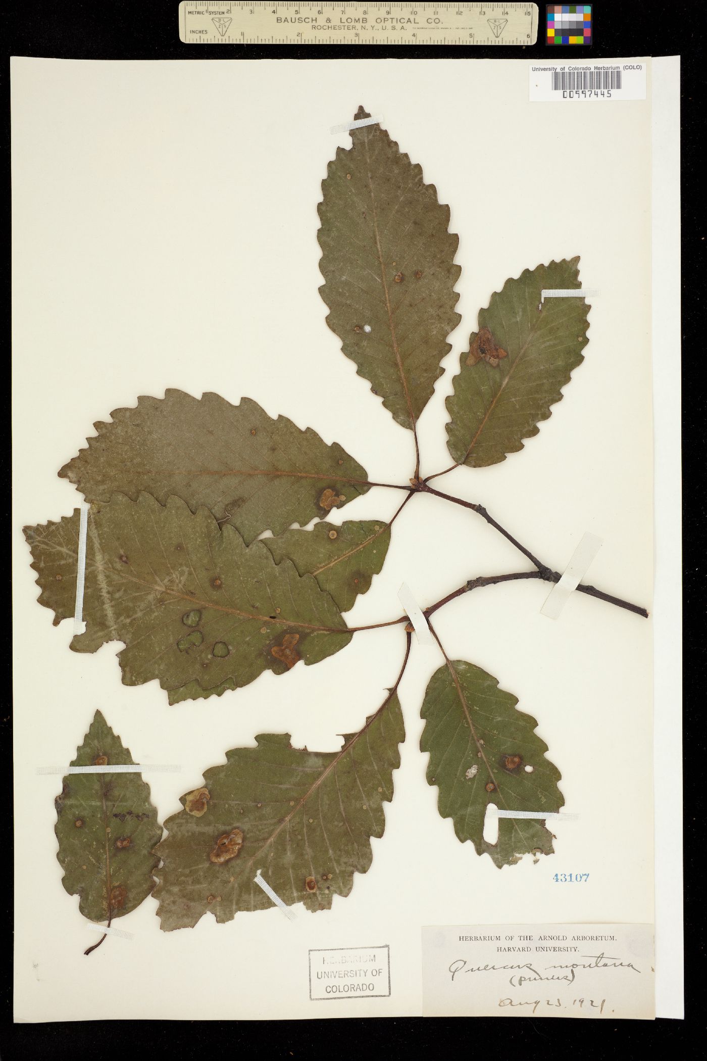 Quercus montana image